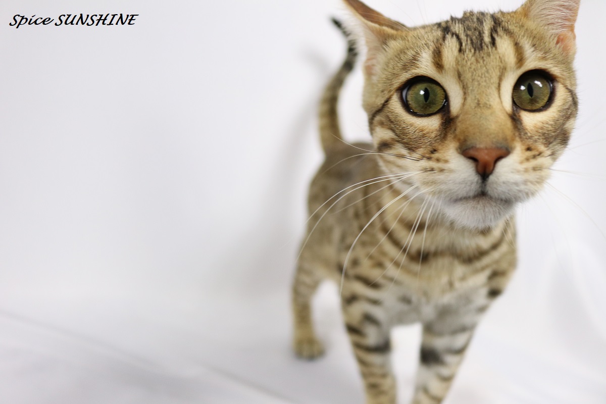 tête bengal